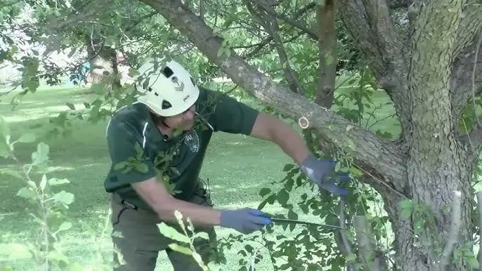 Tree Pruning in Haddon Heights NJ by Thomas and Son LLC